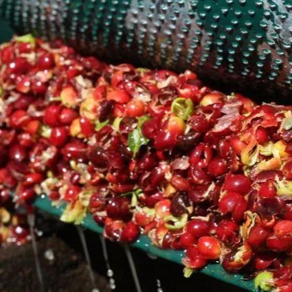 Finca Los Nisperos - El Chalun, Huehuetenango