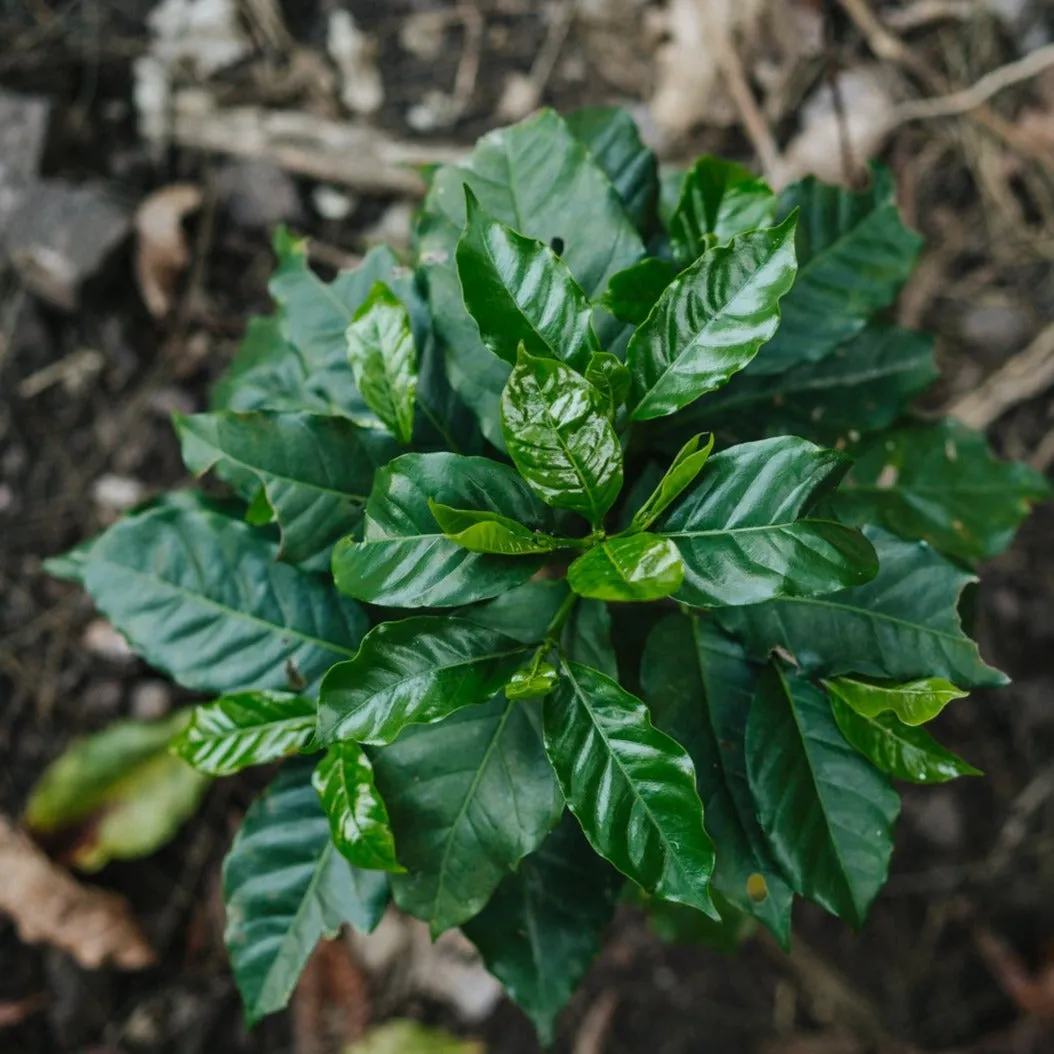 Finca Los Nisperos - El Chalun, Huehuetenango