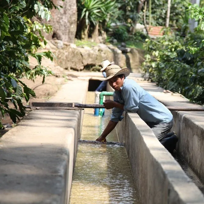 Finca Los Nisperos - El Chalun, Huehuetenango